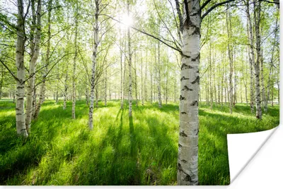 Produktbild von MuchoWow® Poster Birke - Wald - Frühling 60x40 cm - Schlafzimmerdekoration