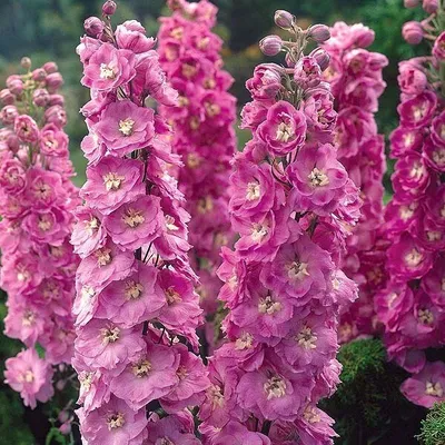 Immagine prodotto di 6 x Delphinium del Pacifico  - Delphinium 'Astolat'  | Vaso 9 cm x 9 cm