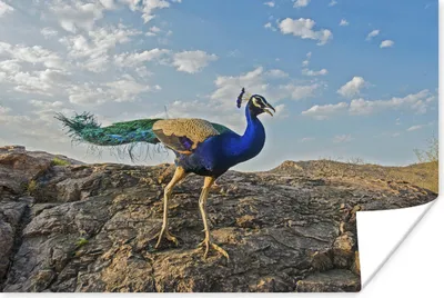 Produktbild von MuchoWow® Poster Pfau - Berg - Blau 90x60 cm - Schlafzimmer