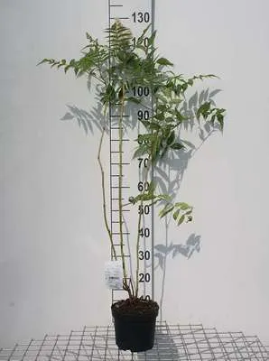 Obrázok produktu pre Sorbaria sorbifolia 'Sem'® - Sibírsky drieň 30- 40 cm - Kontajner