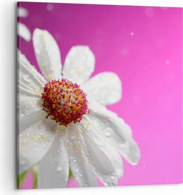 Produktbild von Bild auf Leinwand - Leinwandbild - Blume frühling garten - 60x60cm - Wand Bild - Wanddeko - Leinwanddruck - Bilder - Kunstdruck - Wanddekoration - Leinwand bilder - Wandkunst - AC60x60-2469
