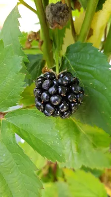 Image de Rubus fruticosus 'Thornfree' / Murier 'Thornfree' (Sans épine)