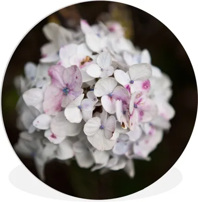 Produktbild von MuchoWow® Rundes Wandbild - Runde Bilder Weiße Hortensie vor schwarzem Hintergrund Ø 60 cm Kreis Wanddekoration Kunststoff - Wandkreis - Wandschmuck - Wand Kreis - Das Schlafzimmer - Die Bilder - Wandmalerei - Kunst für das Haus - das Plastik