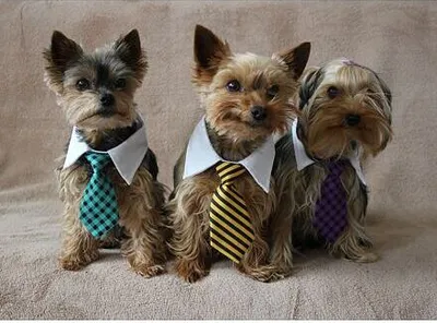 Obrázek produktu pro Merco Gentledog kravata pro psy žlutá velikost oblečení S