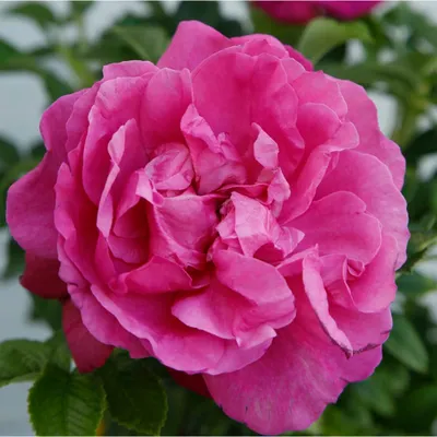 Obrázok produktu pre Ruža  - Kordes-Rugosa - Ruža 'Purple Roadrunner'®
