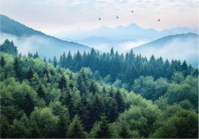 Produktbild von Fototapete 3D Effekt Wald im Nebel Natur - 400x280 cm - inklusive kleister - Vlies Tapete - Vliestapete Wohnzimmer Schlafzimmer Küche Modern Wandtapete
