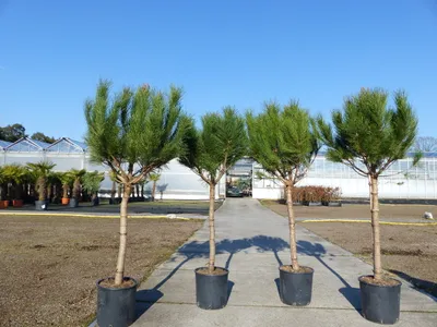 Produktbild von Pinus Pinea Mittelmeerkiefer 180 cm Pinie Kiefer Stamm Premium XL Stamm, winterhart