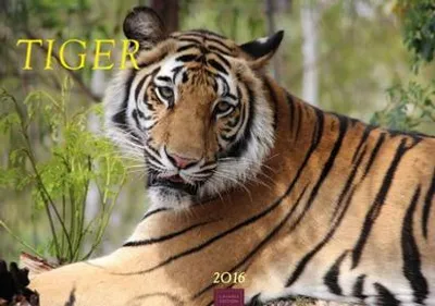 Immagine prodotto di Tiger 2016