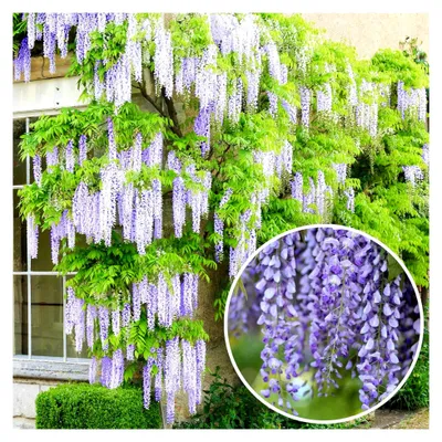 Produktbild von Wisteria sinensis - Blau blühende laubabwerfende winterharte Kletterpflanze für den Garten