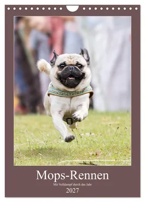 Produktbild von Mops-Rennen (Wandkalender 2027 DIN A4 hoch), CALVENDO Monatskalender