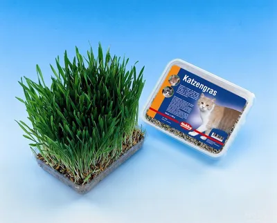 Produktbild von Katzengras 100 g