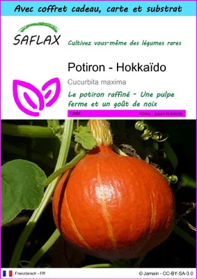 Image de SAFLAX Ensemble-cadeau - Potiron - Hokkaïdo - 10 graines - Cucurbita