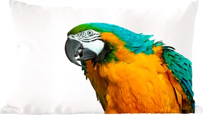 Produktbild von MuchoWow® Zierkissen Sofakissen Wohnzimmer Dekokissen 50x30 cm Papagei - Vogel - Federn - Porträt - Wohnzimmerdekoration - Polster mit Photo