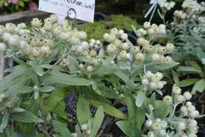 Produktbild von 6 x Perlkörbchen Sommerschnee - Sommerblüher - TB 9