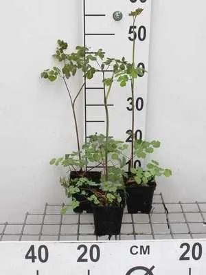 Produktbild von 6 x  Thalictrum rochebrunianum - Wiesenraute - Topf 9 x 9 cm