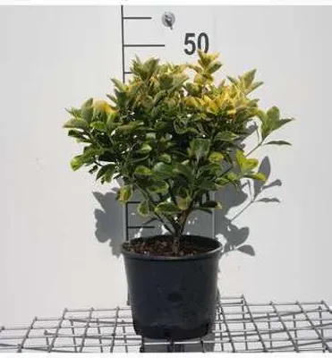 Obrázok produktu pre Euonymus jap. 'Aureomarginatus' ('el. aureus') - korkovník 40- 50 cm veľkosť nádoby