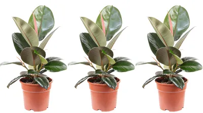 Produktbild von 3er-Set Gummibaum - Ficus elastica 'Robusta' - Höhe ca. 50 cm, Topf-Ø 17 cm