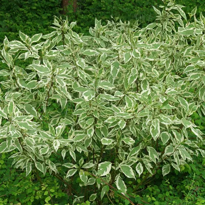 Obrázok produktu pre 2 x Hartriegel - Cornus alba 'Elegantissima' | 60-80 cm v kontajneri