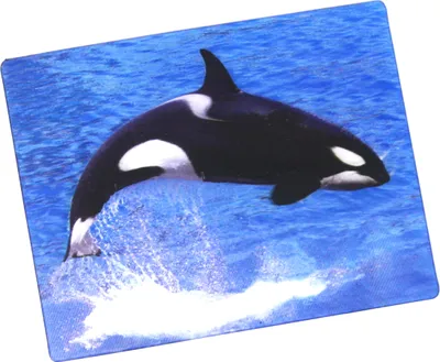 Produktbild von 3D Orca Magnet 9 x 7 cm