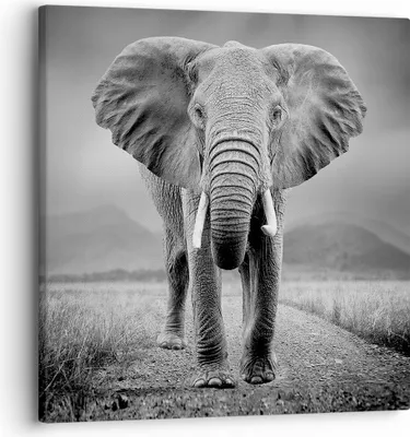 Produktbild von Bild auf Leinwand - Leinwandbild - Einteilig - Elefant Wildnis Natur - 30x30cm - Wand Bild - Wanddeko - Wandbilder - Leinwanddruck - Bilder - Wanddekoration - Leinwand bilder - Wandbild - AC30x30-4966
