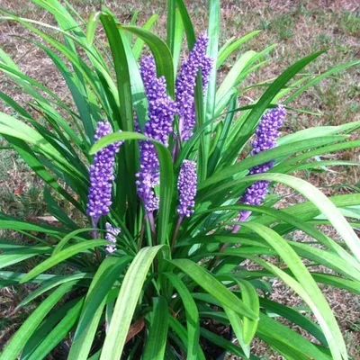 Image de 6 x Liriope muscari « Big Blue »  | Pot 9 cm x 9 cm