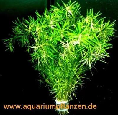 Produktbild von 1 Bund Bacopa myriophylloides, tausendblattähnlich