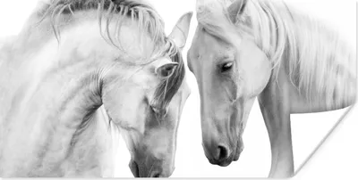 Produktbild von MuchoWow® Poster Pferd - Tiere - Porträt - Weiß 80x40 cm - Wanddeko