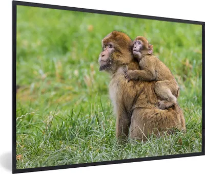 Produktbild von MuchoWow® MuchoWow® Gerahmtes Poster Affe - Baby - Gras 90x60 cm - Poster mit zchwarzem Bilderrahmen - Fotorahmen - Foto-Plakat