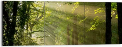 Produktbild von Bild auf Leinwand - Leinwandbild - Wald Baum Natur - 150x50cm - Wand Bild - Wanddeko - Wandbilder - Leinwanddruck - Bilder - Kunstdruck - Wanddekoration - Leinwand bilder - Wandkunst - CA150x50-3661