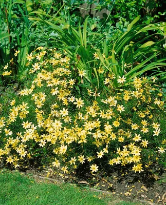 Produktbild von Coreopsis verticillata 'Moonbeam', Mädchenauge, hellgelb, ca. 9x9 cm Topf