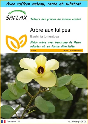 Image de SAFLAX Ensemble-cadeau - Arbre aux tulipes - 30 graines - Bauhinia