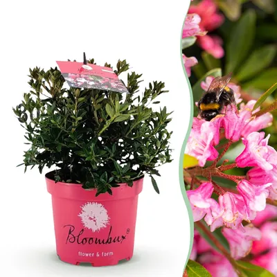 Obrázok produktu pre Trpaslicí rododendron Magenta - vždyzelený kvitnúci okrasný ker s