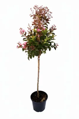 Produktbild von Lagerstroemia 'Rhapsodie in Pink' - Stämmchen - 140–150 cm – Kreppmyrte - pinke Blüten - winterhart - mediterraner Zierbaum