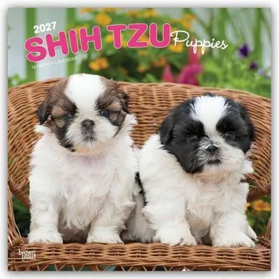 Obrázek produktu pro Štěňata Shih Tzu – Kalendář pro rok 2027 (16 měsíců) s obrázky štěňat Shih Tzu