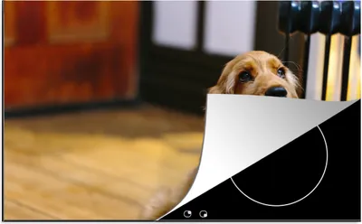 Produktbild von KitchenYeah© Herdabdeckplatte Englischer Cockerspaniel im Wohnzimmer , 81x52cm, Küche Deko, Glaskeramikkochfeld Herdabdeckung, Abdeckplatte fùr Kochfeld