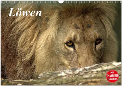 Produktbild von Löwen (Wandkalender 2026 DIN A3 quer), CALVENDO Monatskalender