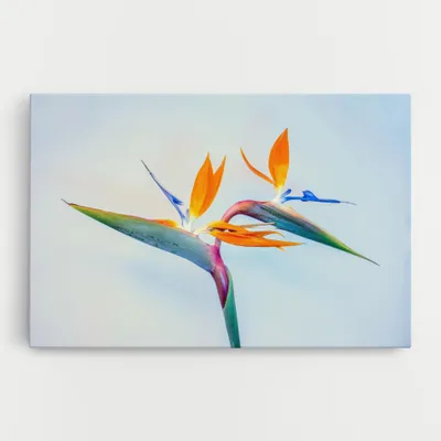 Produktbild von ARTHUB® Leinwandbild 70x100 cm, Green Orange Exotic | Wohnzimmerdekoration, Hängende Bilder, Wanddekoration, Heimdekoration, Blumen, Exotische Blumen