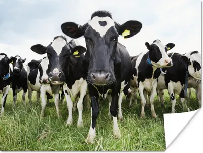 Produktbild von MuchoWow® Poster Kühe - Gras - Frühling - Tiere - Wiese - Bauernhof 160x120 cm - Foto Plakat