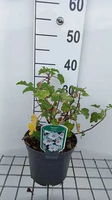 Obrázek produktu pro Lavatera hybr. 'Barnsley Baby'® - Sléz keřovitý 25- 30 cm - Kontejnerový