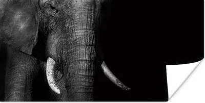 Produktbild von MuchoWow® Poster Elefant - Zähne - Schwarz - Weiß 80x40 cm - Wanddeko