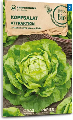 Produktbild von Kopfsalat Attraktion | Kopfsalatsamen von Samen Maier