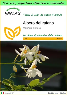 Immagine prodotto di SAFLAX Garden to go - Albero del rafano  - 10 semi - Moringa