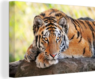 Obrázek produktu pro OneMillionCanvasses® - Obraz na plátně - 140x90 cm, Tygr - Štěně - Kufr, Nástěnná umělecká dekorace - Fotografie na plátně - Obraz na dřevěném rámu