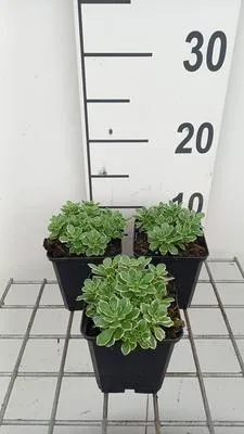 Immagine prodotto di 6 x Aubrieta hybrida 'Silver edge' - Cuscino blu - vaso 9 x 9 cm
