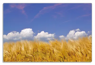 Produktbild von Wallario Frühstücksbrettchen aus Glas 20 x 30 cm mit rutschfesten Füßen, Motiv Kornfeld unter blauem Himmel