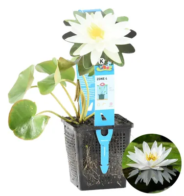 Produktbild von Nymphaea Marliacea Albida, Seerose, Weiß, 20-30 cm, Topf 11 cm