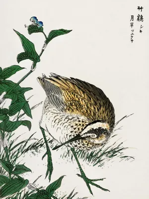Zdjęcie produktu dla Plakat 60x80cm Greenshank, Kashu Japoński Vintage do Salonu
