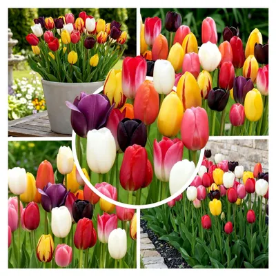 Produktbild von Tulpenzwiebeln Darwin Hybrid Kollektion (25 Zwiebeln) | 5 Sorten/Farben | Mischung aus Holland, winterhart und mehrjährig für Garten, Balkon und Blumenbeete (Keine Samen)