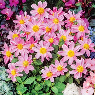 Zdjęcie produktu dla Dalia Karłowa Top Mix Pink Bonne Esperance 1 szt Dalie sadzonki duże bulwy