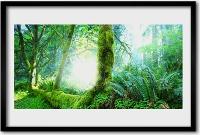 Produktbild von Bild 60x40 MDF-Rahmen Wandkunst Wald Moos Natur